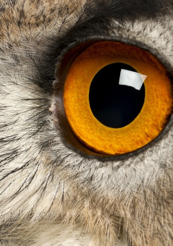 Image of an owl's eye