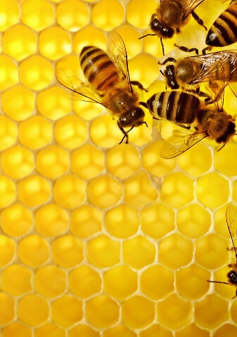 Image of bees in a honeycomb.