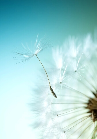 Image of a dandelion seed blowing away